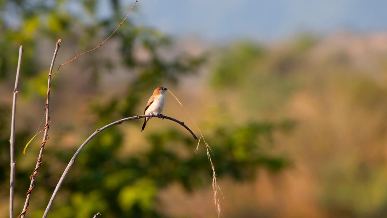 Dera Baghdarrah Nature Retreat Udaipur Extérieur photo